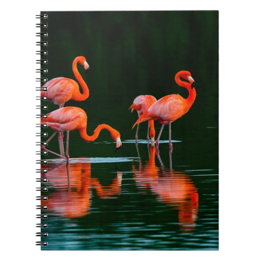 Amerikanische Flamingos mit Reflections Restand Fo Notizblock (Vorderseite)