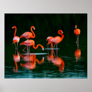 Amerikanische Flamingos mit Reflections Restand Fo Poster