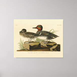 Amerikanische Flügel Aquamarin von Audubons Vogel Leinwanddruck