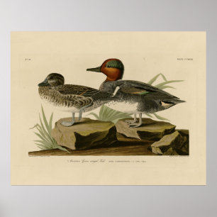 Amerikanische Flügel Aquamarin von Audubons Vogel Poster