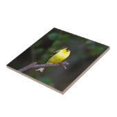 Amerikanische Goldfinchfliese Fliese (Seite)