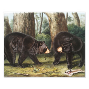Amerikanische Illustration des schwarzen Bären Urs Fotodruck