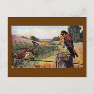 Amerikanische Kestrels auf einem Stacheldraht Postkarte
