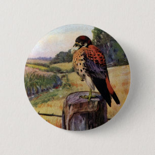 Amerikanische Kestrels auf einem Stacheldraht-Zaun Button