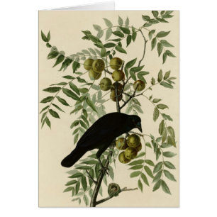 Amerikanische Krähe