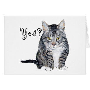 Amerikanische Kurzhaar Katze - Ja?