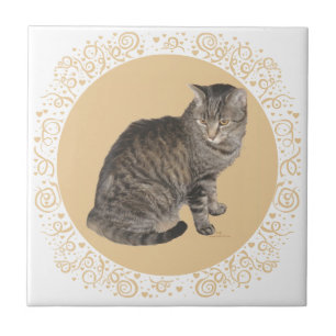 Amerikanische Kurzhaar-Tabby-Katze Fliese