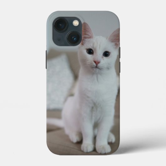 Amerikanische Kurzhaarkatze Case-Mate iPhone Hülle (Rückseite)