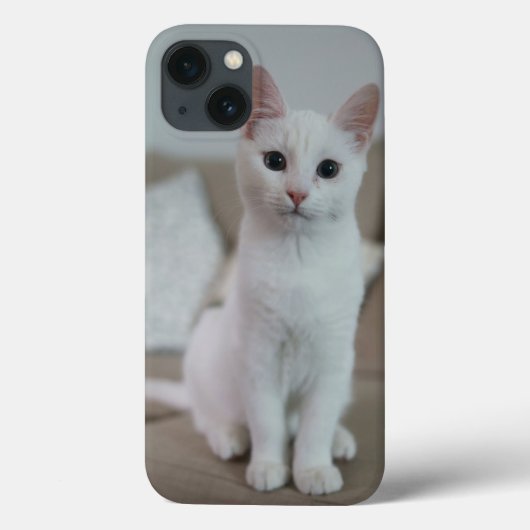 Amerikanische Kurzhaarkatze Case-Mate iPhone Hülle (Rückseite)