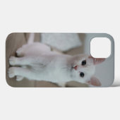 Amerikanische Kurzhaarkatze Case-Mate iPhone Hülle (Rückseite (Horizontal))