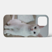 Amerikanische Kurzhaarkatze Case-Mate iPhone Hülle (Rückseite (Horizontal))