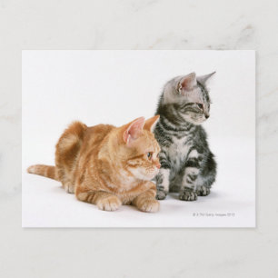Amerikanische Kurzkatze 2 Postkarte