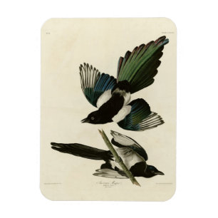 Amerikanische Magpie von Audubons Vögeln Amerikas Magnet