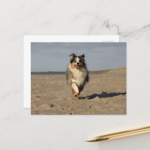 Amerikanische Miniaturschäfer, die am Strand laufe Postkarte