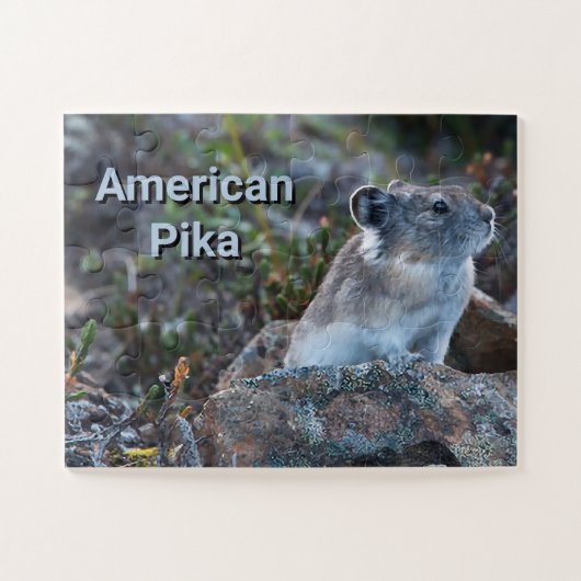 Amerikanische Pika versteckt in den Felsen Puzzle (Horizontal)