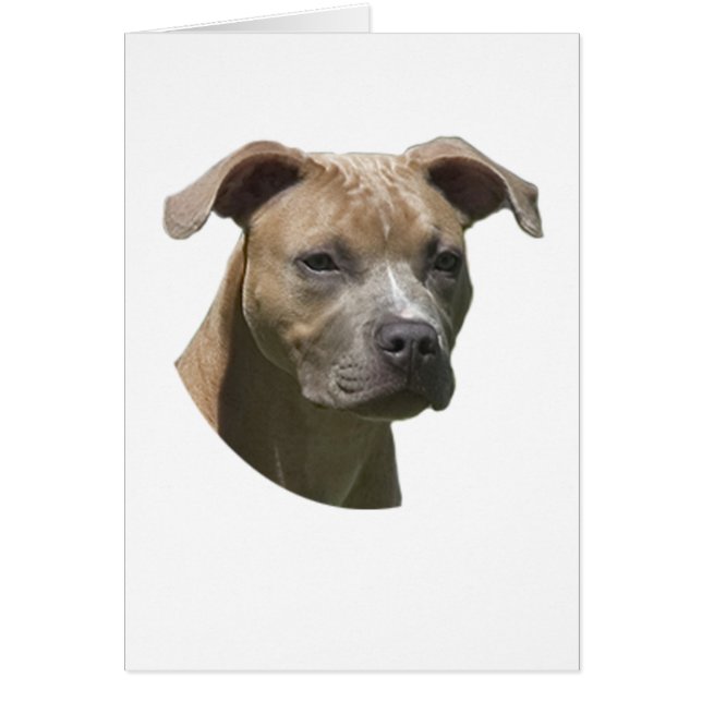 Amerikanische Pitbull-Terrier- (APBT)Karte (Vorne)