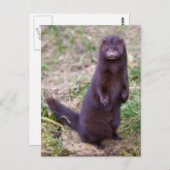 Amerikanische Postkarte (Vorne/Hinten)