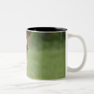 Amerikanische Quarterhorsestute und -colt auf dem Zweifarbige Tasse