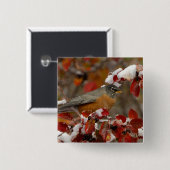 Amerikanische Robin in Black Hawthorn Button (Vorne & Hinten)