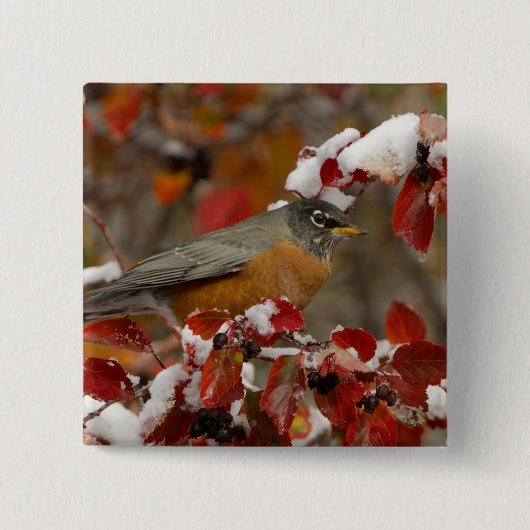 Amerikanische Robin in Black Hawthorn Button (Vorderseite)