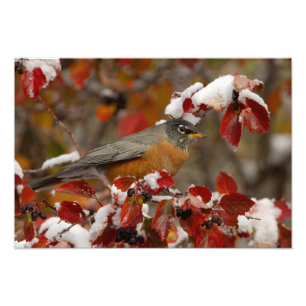 Amerikanische Robin in Black Hawthorn Fotodruck