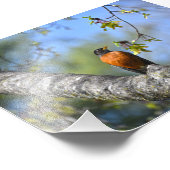 Amerikanische Robin in einem Ahornbaum Fotodruck (Ecke)