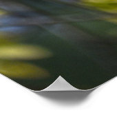 Amerikanische Robin in einem Ahornbaum Poster (Ecke)