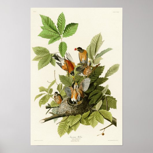 Amerikanische Robin John James Audubon Birds of Am Poster (Vorne)