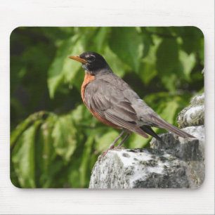 Amerikanische Robin Perched Mousepad