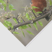Amerikanische Robin Spring blüht Seidenpapier (Ausschnitt)