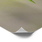 Amerikanische Robin und Spring Blossoms Poster (Ecke)