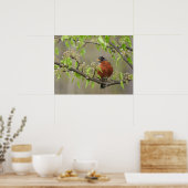 Amerikanische Robin und Spring Blossoms Poster (Küche)