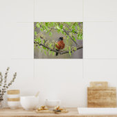 Amerikanische Robin und Spring Blossoms Poster (Küche)