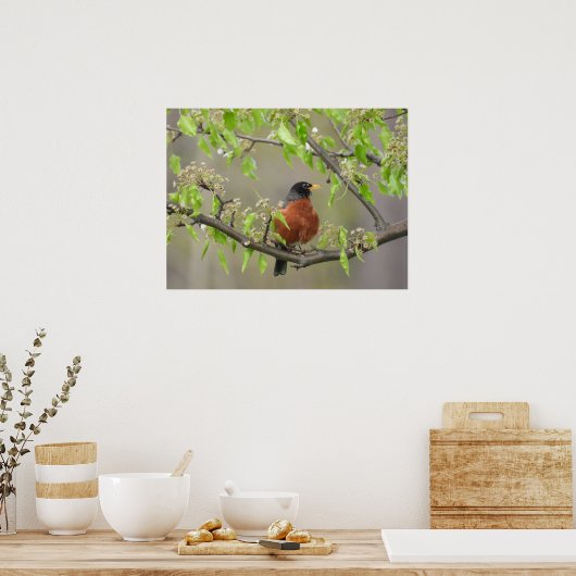 Amerikanische Robin und Spring Blossoms Poster (Küche)