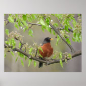 Amerikanische Robin und Spring Blossoms Poster (Vorne)