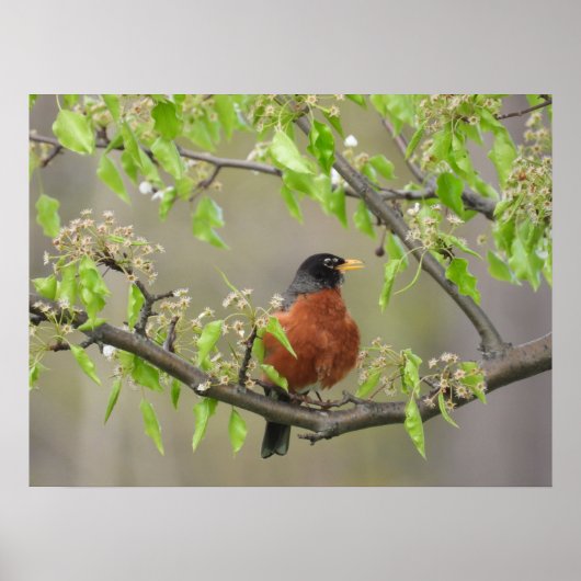 Amerikanische Robin und Spring Blossoms Poster (Vorne)