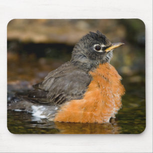 Amerikanische Rotdrossel badend 2 Mousepad