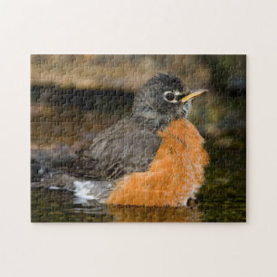 Amerikanische Rotdrossel badet 2 Puzzle