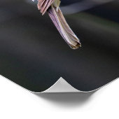 Amerikanische Rotdrossel Poster (Ecke)