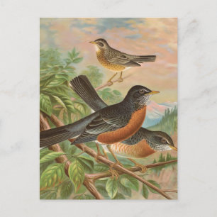 Amerikanische Rotdrossel Vintage-Vogelillustration Postkarte