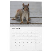 Amerikanische rote Eichhörnchen und Kalender (Mär 2026)