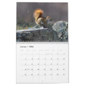 Amerikanische rote Eichhörnchen und Kalender (Jan 2026)