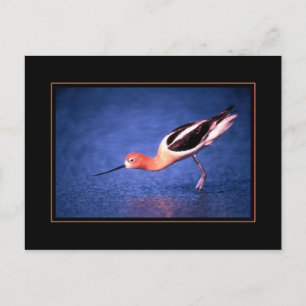 Amerikanische Säbelschnäbler-Postkarte Postkarte