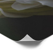 Amerikanische Schönheit, blumengelbe Plumeria Poster (Ecke)