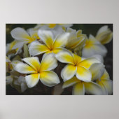 Amerikanische Schönheit, blumengelbe Plumeria Poster (Vorne)
