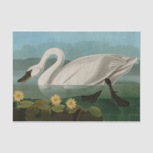 Amerikanische Schwanenvögel Audubon Seidenpapier