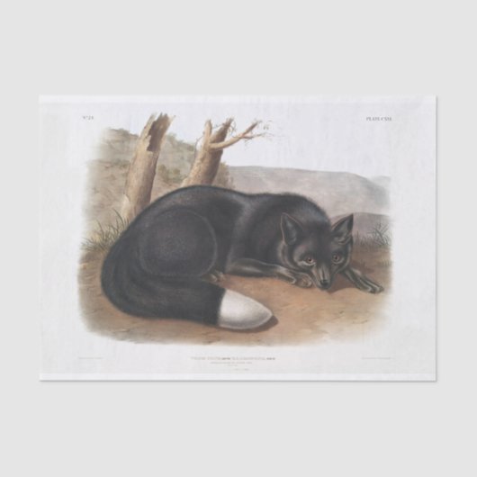 Amerikanische Schwarz-Silber-Fox-Decoupage Seidenpapier (Vorderseite)