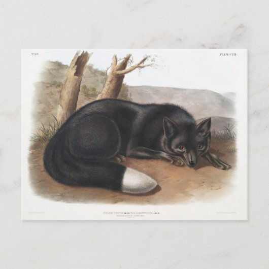 Amerikanische Schwarze oder Silberfuchs in Nordame Postkarte (Vorderseite)