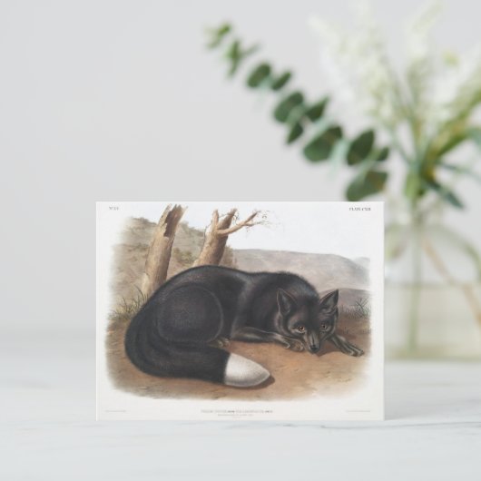 Amerikanische Schwarze oder Silberfuchs in Nordame Postkarte (Stehend Vorderseite)