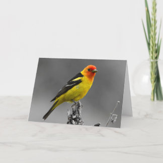 Amerikanische Singvogel-Gruß-Karte Karte